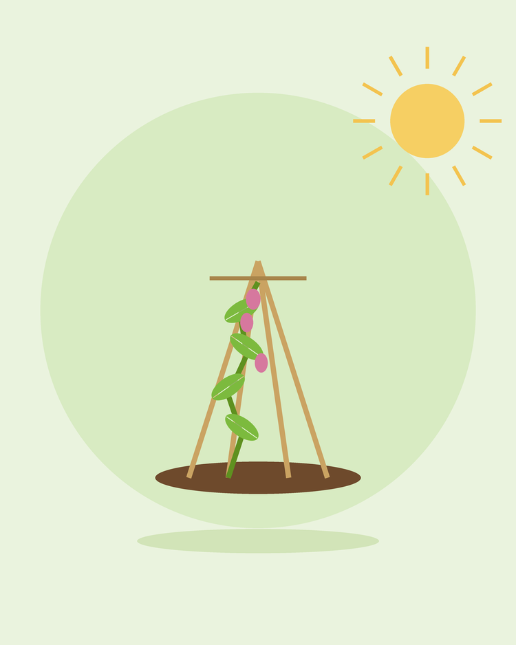 Platte illustratie van een klimplant die omhoog groeit langs een stokkenwigwam — plantensteun en leibomen, van SeedsChoice