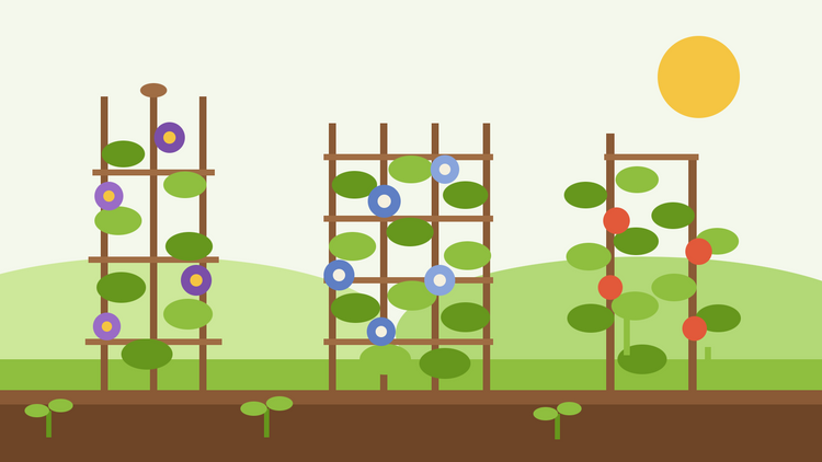 Klimplanten uit zaad — vlakke illustratie van een obelisk, een latwerk en een bonenstok bedekt met bladerige ranken en bloemen