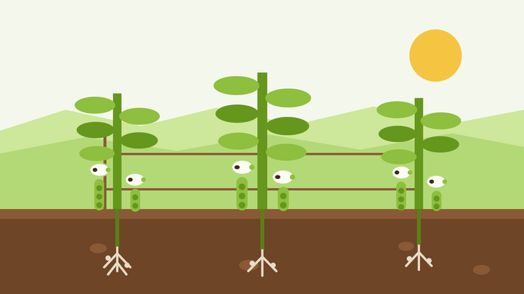 Tuinboon kweken uit zaad — platte illustratie van drie Vicia faba planten met zwartgevlekte witte bloemen en hangende peulen, ondersteund door stokken en touw, met wortels en wortelknolletjes zichtbaar in de grond