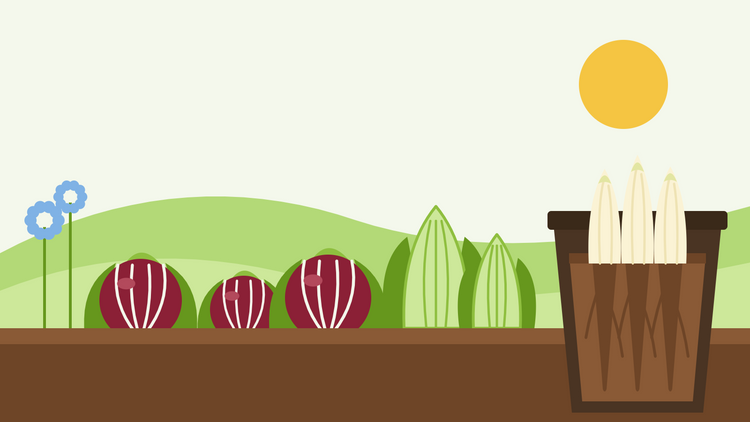 Cichorei kweken uit zaad — platte illustratie van rode radicchiokoppen en bleke suikerbroodcichorei in een groentebed naast een doorsnede van een trekpot met witte witloofstronkjes die in het donker uit wortels groeien