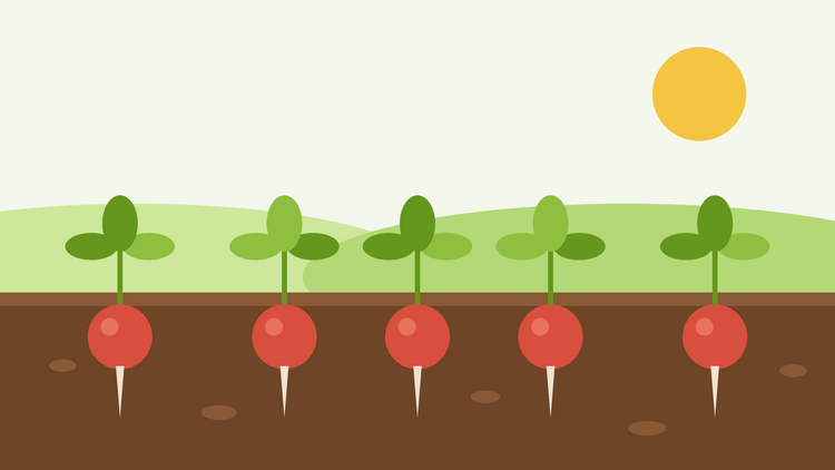 Hoe kwek je radijsjes uit zaad — platte illustratie van een rij ronde rode radijsjes in donkere grond met groene bladtoppen onder een felle zon