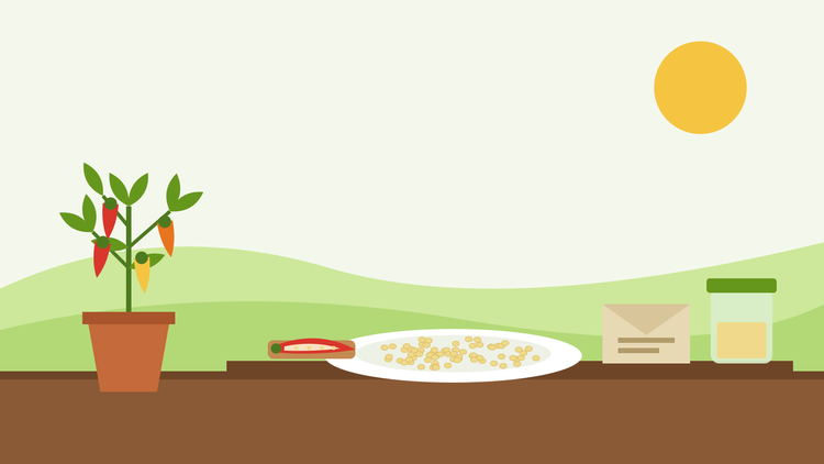 How to save chilli seeds — flat illustration of pepper seeds drying on a china plate beside a halved red chilli, a paper seed envelope, a storage jar and a potted chilli plant