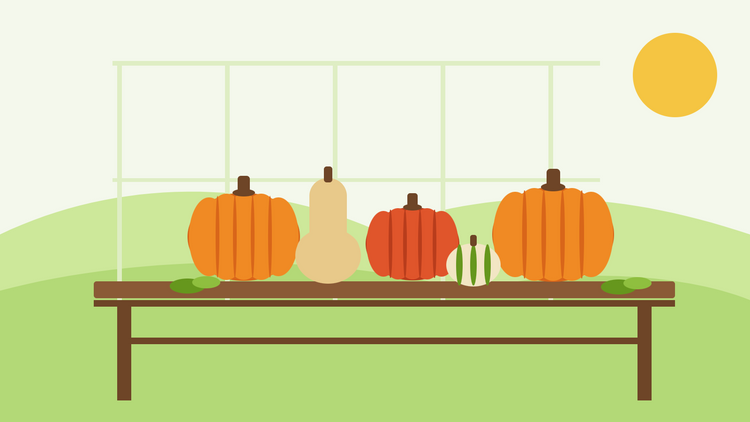 Wanneer pompoen oogsten — platte illustratie van oranje pompoenen, een rode Hokkaido-pompoen en een butternut die drogen op een houten tuinkasbank in de herfstzon