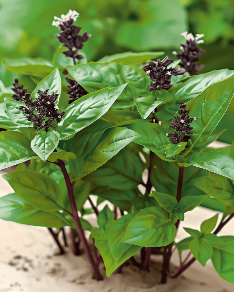 Thaise basilicum (Ocimum basilicum) gekweekt uit zaad — een makkelijk kruid voor beginners