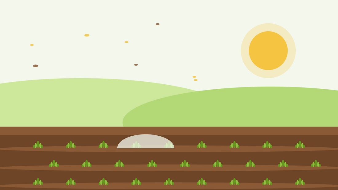 Herfst zaaien van winterharde eenjarigen — platte illustratie van zaairillen met jonge groene rozetten onder een vliesdoek en een lage herfstzon