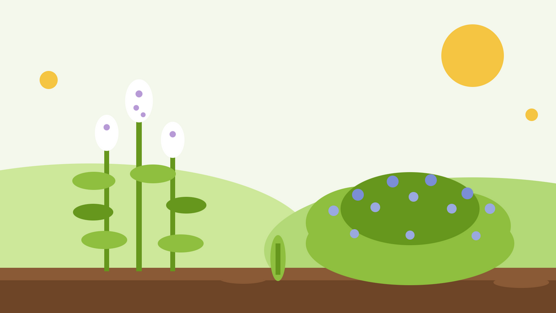 Catnip vs catmint — flat illustration comparing tall white-flowered Nepeta cataria with a low mound of blue-flowered catmint