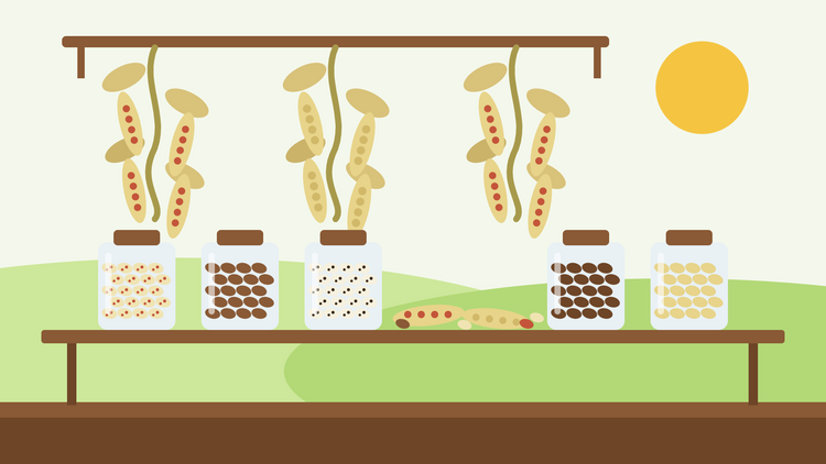 Bonen drogen — platte illustratie van borlotti- en haricotboonplanten die ondersteboven hangen te drogen boven een houten plank met potten gevuld met gedroogde bonen