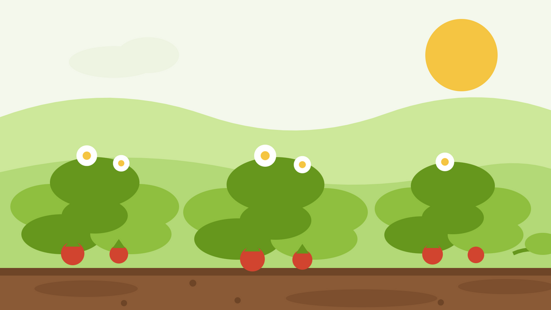 How to grow alpine strawberries from seed — flat illustration of Fragaria vesca plants with white flowers, small red berries and a runner across the soil