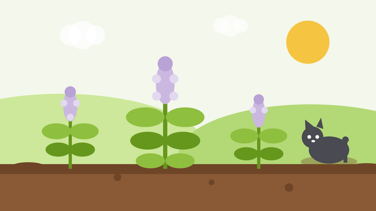 How to grow catnip from seed — flat illustration of Nepeta cataria plants with soft lilac flower spikes and a cat resting beside them in a sunny garden bed