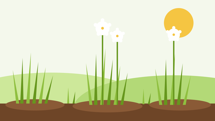 Hoe je Chinese bieslook kweekt uit zaad — vlakke illustratie van knoflookbieslook met brede, rietvormige bladeren en witte stervormige bloemen