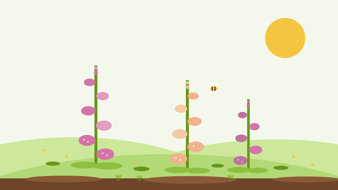 Hoe je vingerhoedskruid kweekt vanuit zaad — vlakke illustratie van roze en perzikkleurige vingerhoedskruid-aren met een hommel in een groene tuin, van SeedsChoice