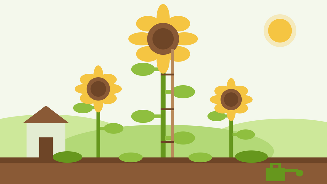 Hoe je reuzenzonnebloemen kweekt vanuit zaad — vlakke illustratie van een hoge, gesteunde zonnebloem naast kleinere zonnebloemen en een tuinschuur als maatstaf