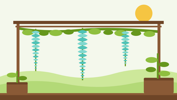 Hoe kwek je jade vine uit zaad — platte illustratie van een pergola met lange turkooizen Strongylodon macrobotrys bloemtrossen die aan een bladerrijke klimplant hangen