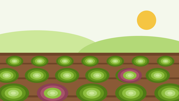 Hoe kwek je sla uit zaad — platte illustratie van rijen groene en rode slarozetjes in een zonnig moestuinbed