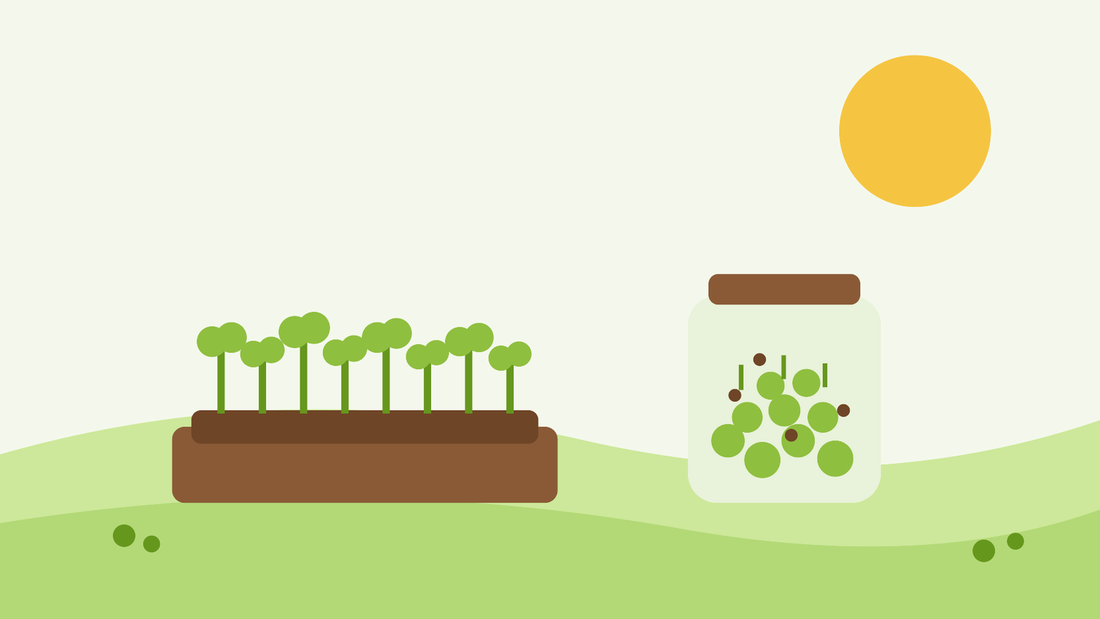 Hoe je microgreens en kiemen kweekt — vlakke illustratie van een bak met microgreens en een pot met kiemen op een vensterbank