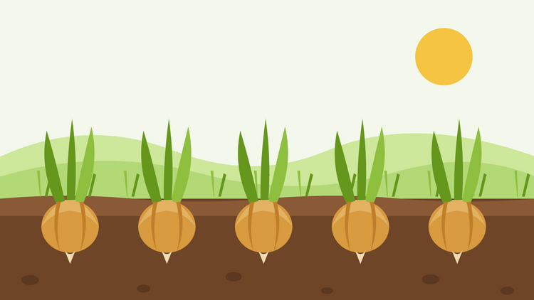 Hoe kwek je uien uit zaad — platte illustratie van een rij rijpende uienbollen in donkere grond met groene loof, onder een lage zon