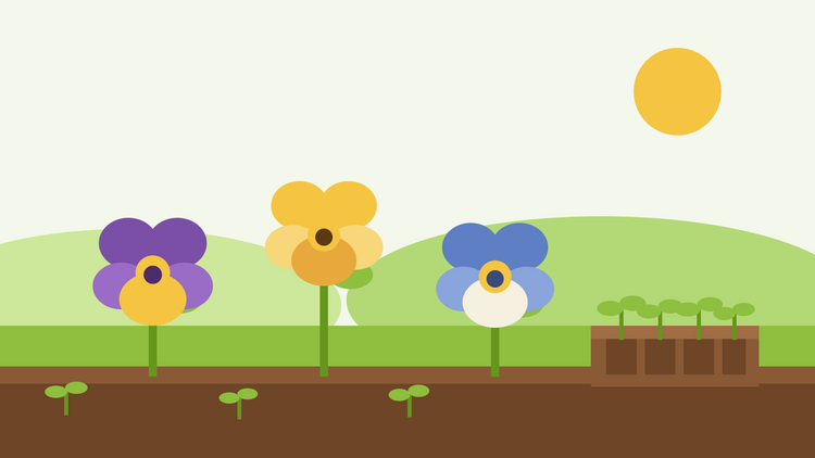 Hoe kwek je viooltjes uit zaad — platte illustratie van drie vioolbloemen in paars, geel en blauw naast een zaailade met jonge zaailingen