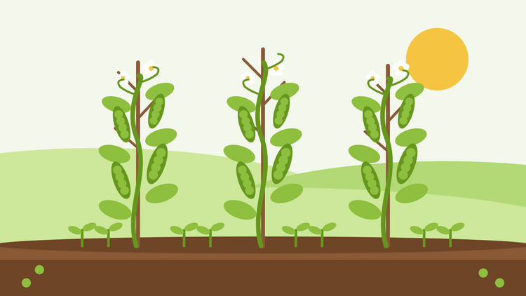 Hoe kwek je erwten uit zaad — platte illustratie van drie erwteplanten die klimmen langs twijgsteunen, met volle groene peulen, witte bloemen en een rij zaailingen onder een zon