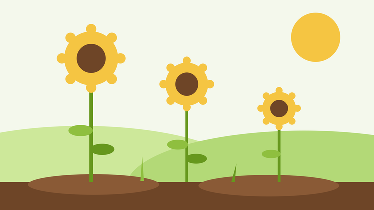 Hoe je zonnebloemen kweekt vanuit zaad — vlakke illustratie van drie zonnebloemen van toenemende hoogte in een zonnige tuin