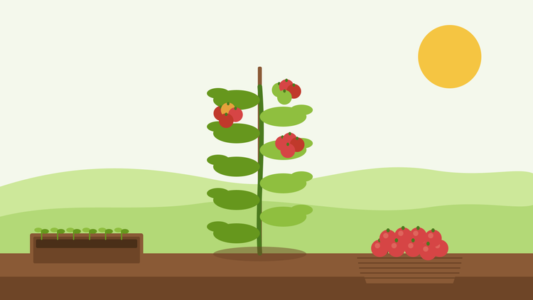 How to grow tomatoes from seed — flat illustration of a tomato plant trained up a cane with ripening red trusses, a tray of seedlings and a basket of harvested tomatoes