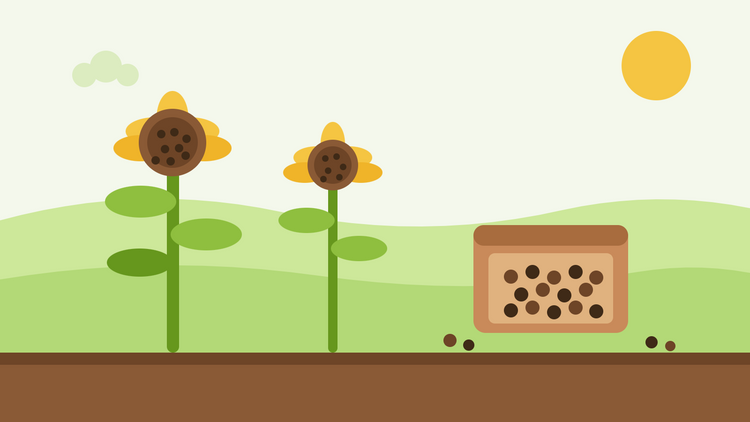 Hoe oogst je zonnebloemzaden — platte illustratie van twee rijpe zonnebloemhoofdjes vol zaad naast een droogschaal met geoogste zaden
