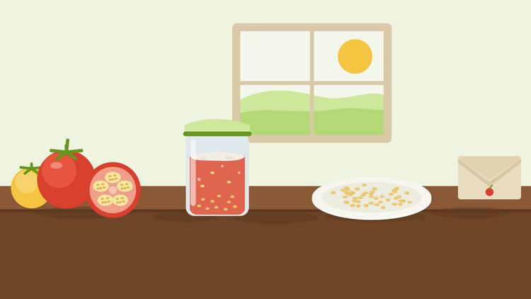 Hoe bewaar je tomatenzaden — platte illustratie van een doorgesneden rijpe tomaat naast een pot met fermenterende zaadpulp, een bord met gedroogde tomatenzaden en een papieren zaadzakje op een keukenvensterbank