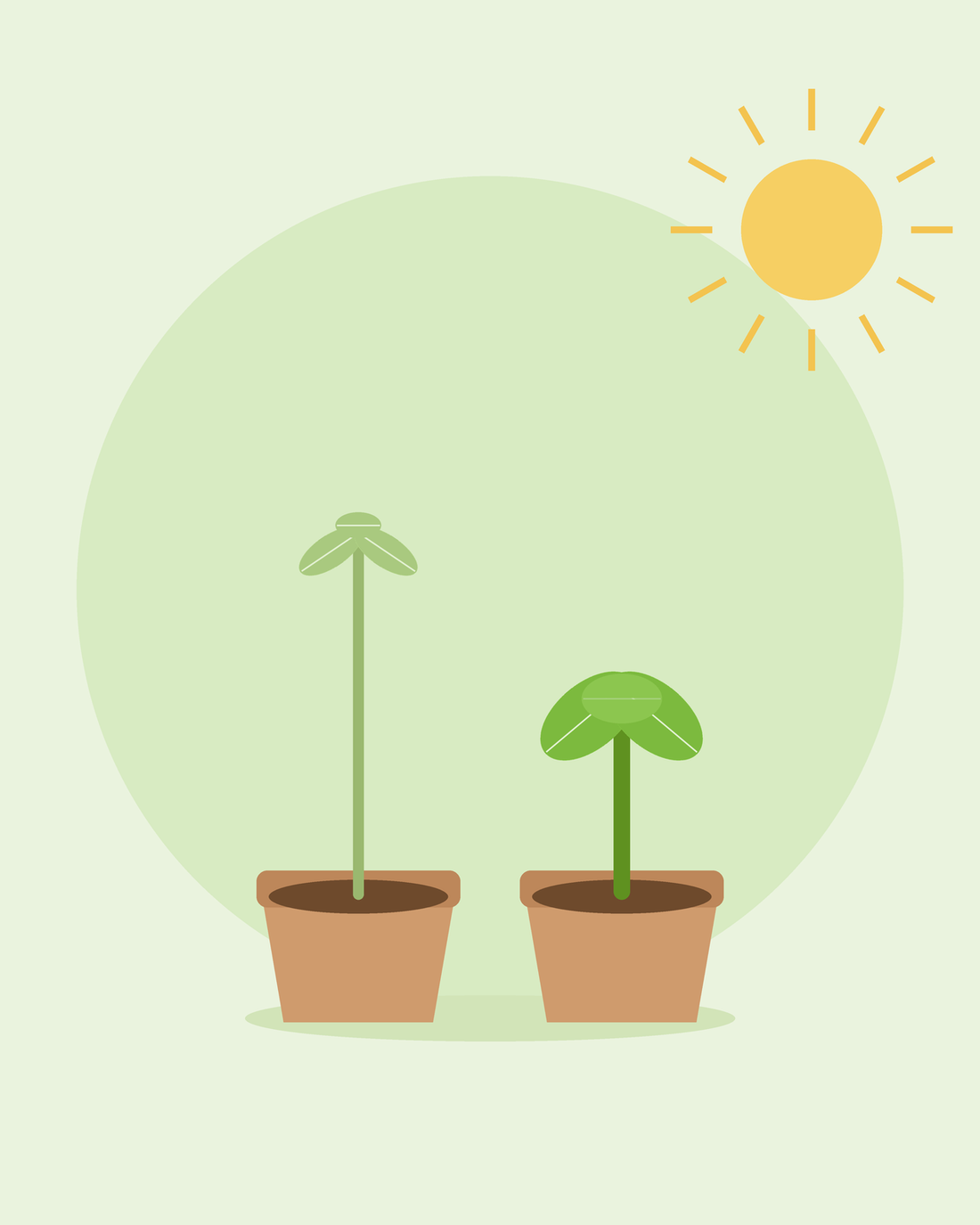 Platte illustratie met een vergelijking tussen een lange, slappe zaailing en een korte, stevige zaailing in potten — slappe zaailingen verhelpen, van SeedsChoice
