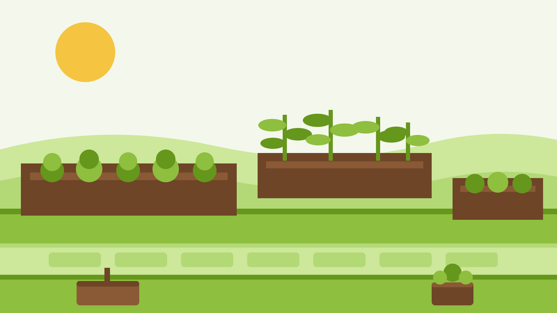 Raised bed gardening for beginners — flat illustration of three timber raised beds filled with soil and rows of young vegetable plants beside a garden path