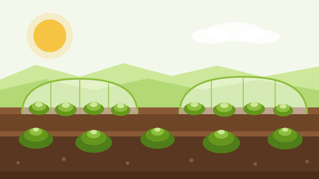 Winter lettuce — flat illustration of lettuce rows under cloches and fleece tunnels with a low winter sun