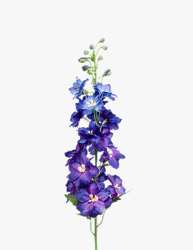 collection_image