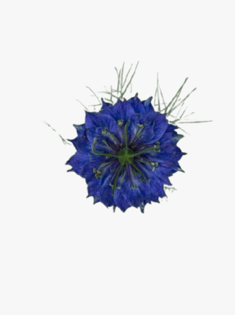 collection_image