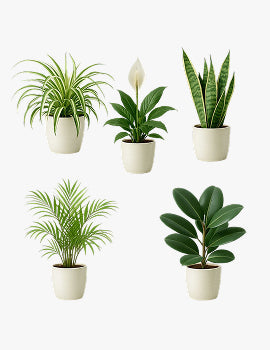 collection_image