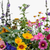 Mengsels – zadencollectie bij SeedsChoice