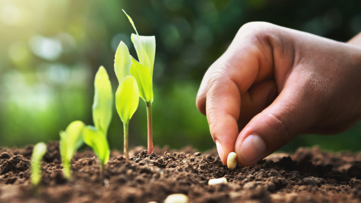 Biologische zaden – SeedsChoice