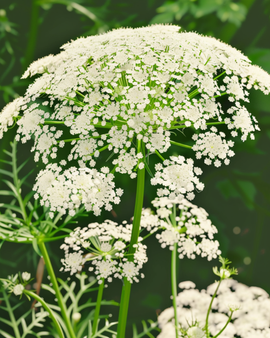 Toothpick The Giant zaden biologisch Ammi Visnaga eenjarige bloemen