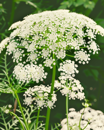 Toothpick The Giant zaden (Ammi visnaga) – biologische eenjarige bloem