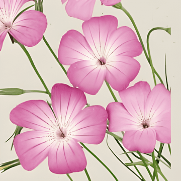 Bolderik Milas zaden (Agrostemma githago) – biologische eenjarige bloemenzaden