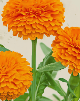 Goudsbloemzaden biologisch Calendula Officinalis eenjarig Balls Orange