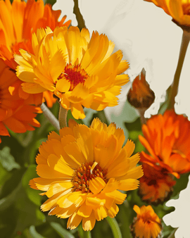 Goudsbloemzaden biologisch Calendula Officinalis Pacific Beauty eenjarig
