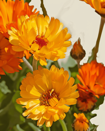 Goudsbloem Pacific Beauty zaden (Calendula officinalis) – biologische eenjarige bloem