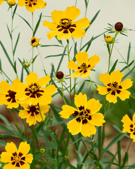 Coreopsiszaden biologisch Coreopsis Tinctoria eenjarig hoog gemengd dubbel