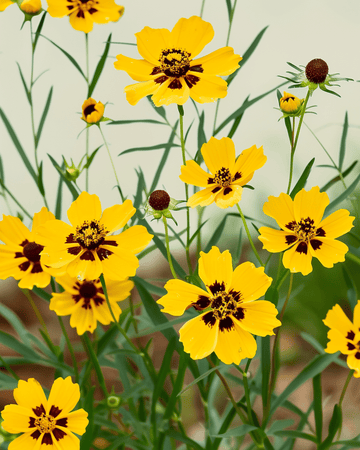 Tall Mixed Double Butter Daisy zaden (Coreopsis tinctoria) – biologische eenjarige mix