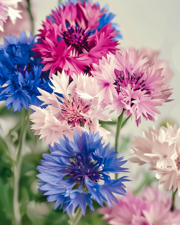 Korenbloem Mixed zaden (Centaurea cyanus) – biologische eenjarige bloem
