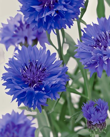 Korenbloem Blue Ball zaden (Centaurea cyanus) – biologische eenjarige bloemenzaden