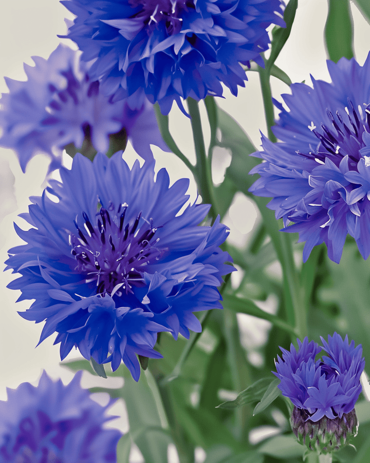 Korenbloem Blue Ball zaden (Centaurea cyanus) – biologische eenjarige bloemenzaden