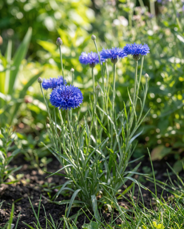 Korenbloem Blue Ball (Centaurea cyanus) – biologische eenjarige bloemenzaden van SeedsChoice