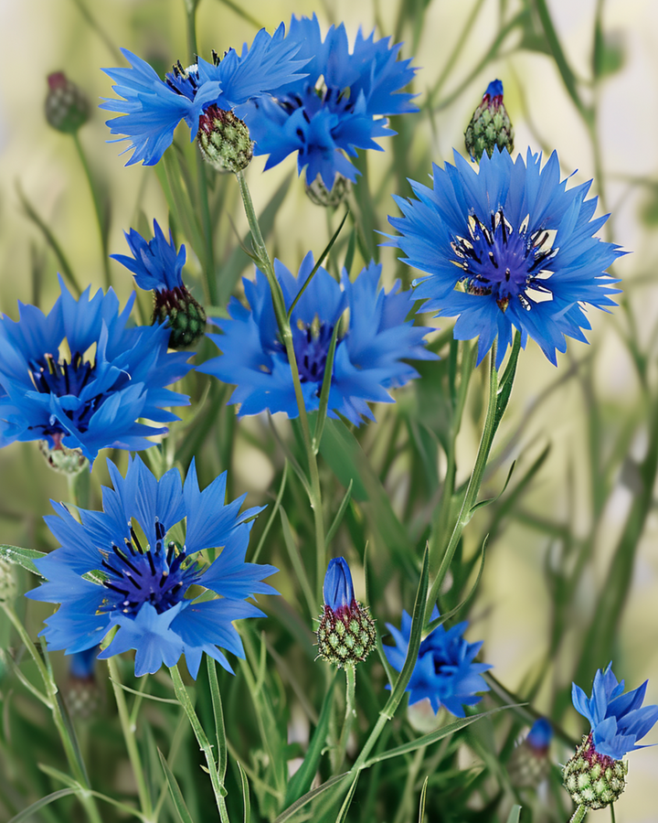Korenbloem zaden (Centaurea cyanus) – biologische eenjarige bloem