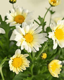 Chrysantzaden biologisch Chrysanthemum Coronarium eenjarig gemengd enkelbloemig