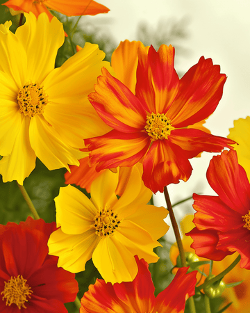Bright Lights zaden (Cosmos sulphureus) – biologische eenjarige mix