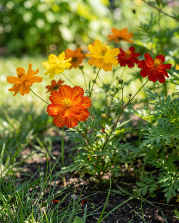 Bright Lights (Cosmos sulphureus) – biologische eenjarige mix zaden van SeedsChoice